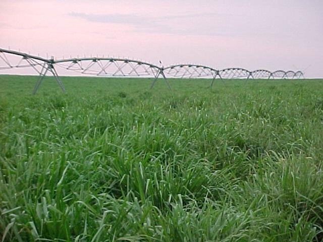 dracen_18_maio_2013 (82).JPG